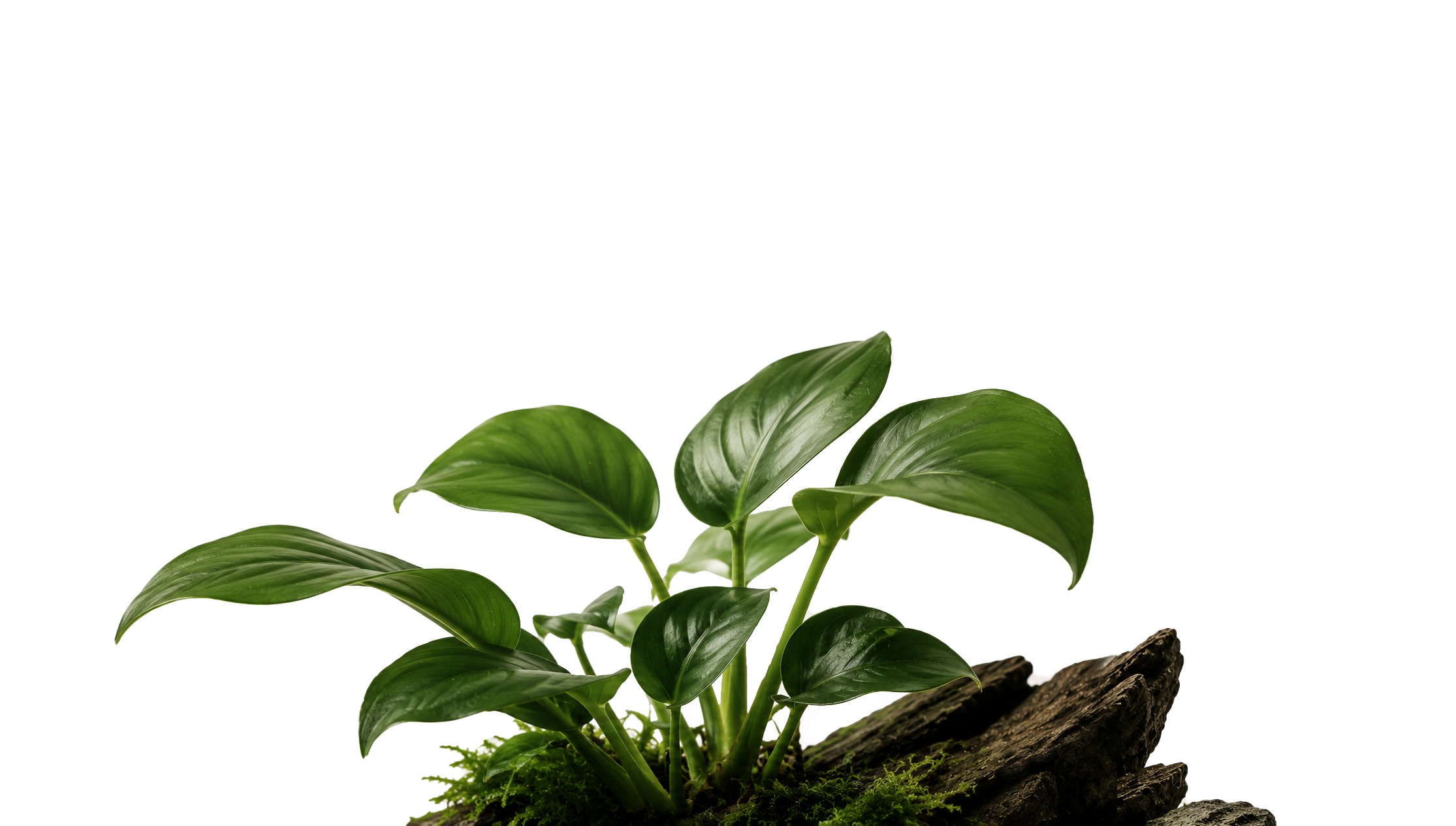 blog tło